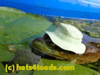 /home//u458753944/public_html/sourcegallery//////////////Frogs/More bullfrogs/P8180202.JPG